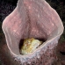 scorpionfish_tasseled_khp_lan_v_0490_tha5130.jpg